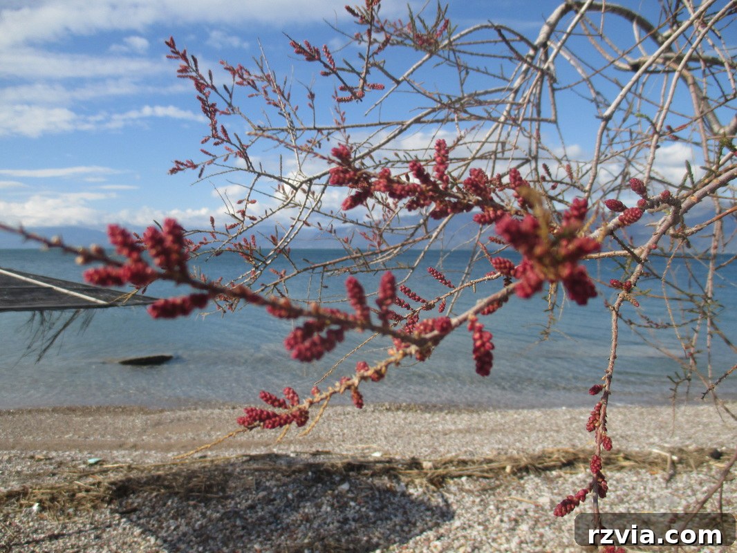 Another scenic photograph showcasing the natural beauty of the beach, a common sight in the Boondocks area.