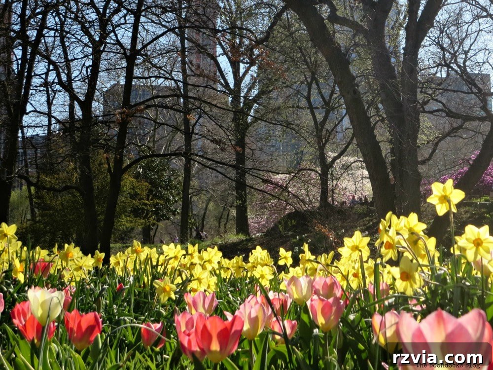 Dört Yıllık Blog Serüveni: Öğrendiğim Büyük Ders 2 Vibrant Central Park in full bloom during spring
