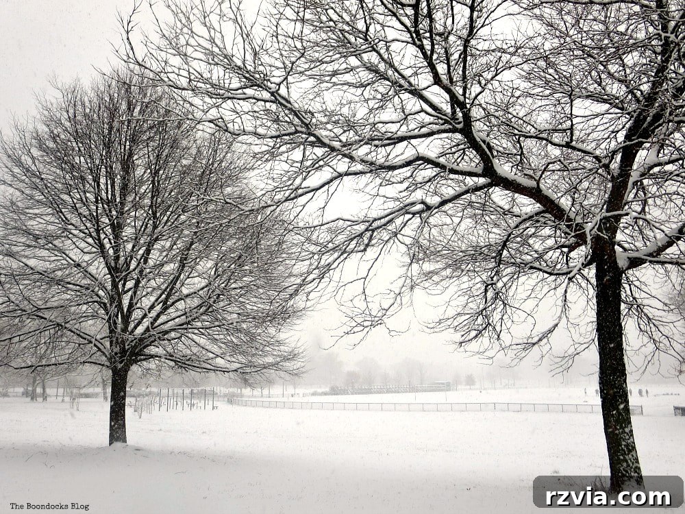 Dört Yıllık Blog Serüveni: Öğrendiğim Büyük Ders 3 Snow-covered trees and pathways in a winter park landscape