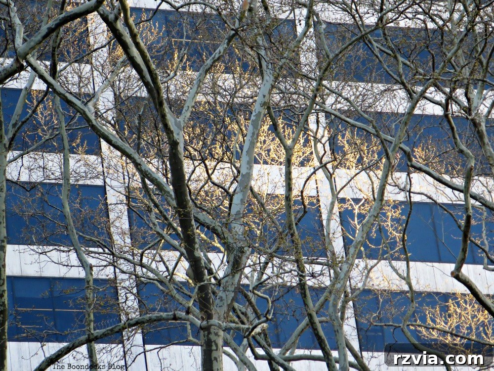 An intriguing building facade with patches of sunlight and trees, creating a captivating interplay of light and shadow near Bryant Park.