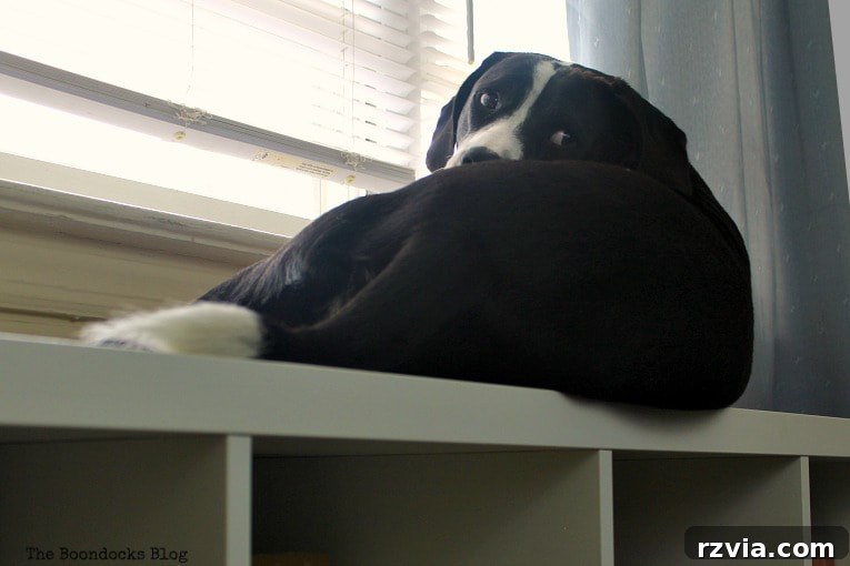 DIY Cardboard Desk Organizer 14 A content dog sits confidently on top of an Ikea Kallax shelf, which also serves as a stylish storage unit.