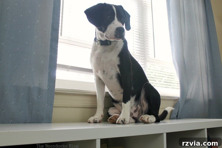 DIY Cardboard Desk Organizer 4 Tatou, a charming black and white dog, patiently sitting next to a window, awaiting his new perch.