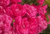 Peggy Rockefeller Rose Garden A Global Masterpiece