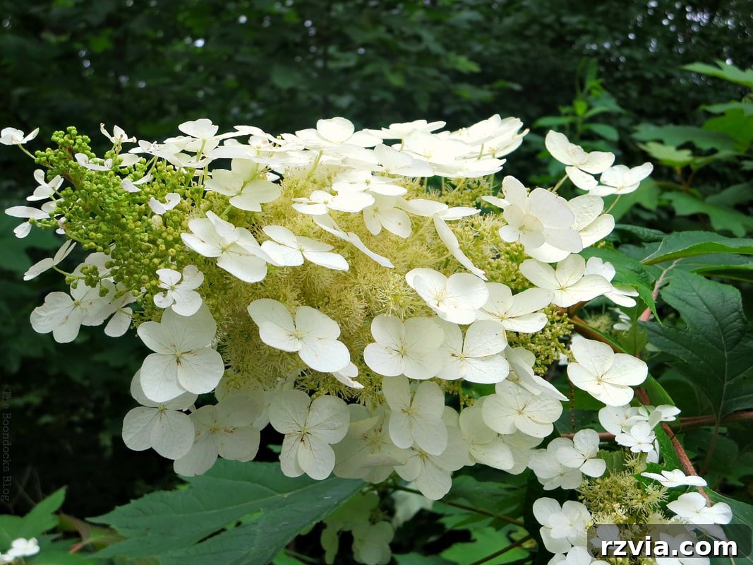 A beautiful hydrangea in full bloom, showcasing the garden's floral diversity