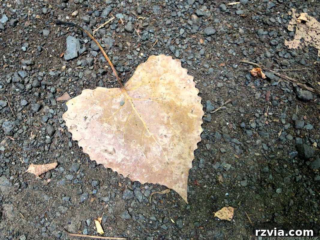 A heart-shaped leaf found near the Cherry Collection