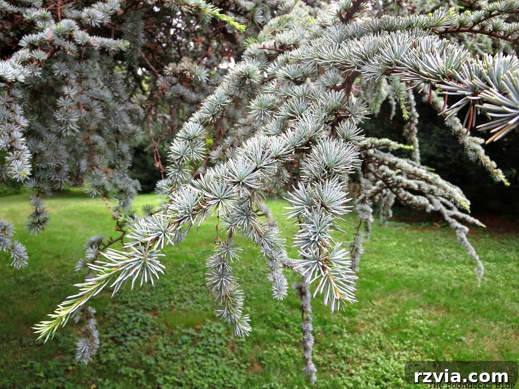 Detail of a majestic fir tree at the New York Botanical Garden