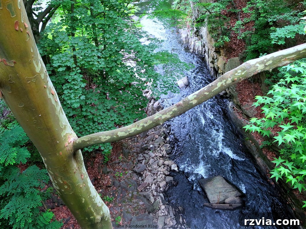 Scenic view overlooking the Bronx River as it flows through the botanical garden