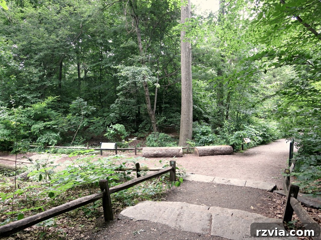 A serene road winding through the ancient Thain Family Forest at NYBG