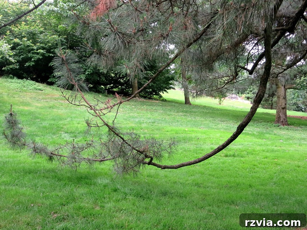 A tree with unique low-lying branches in the Conifer Forest area of NYBG