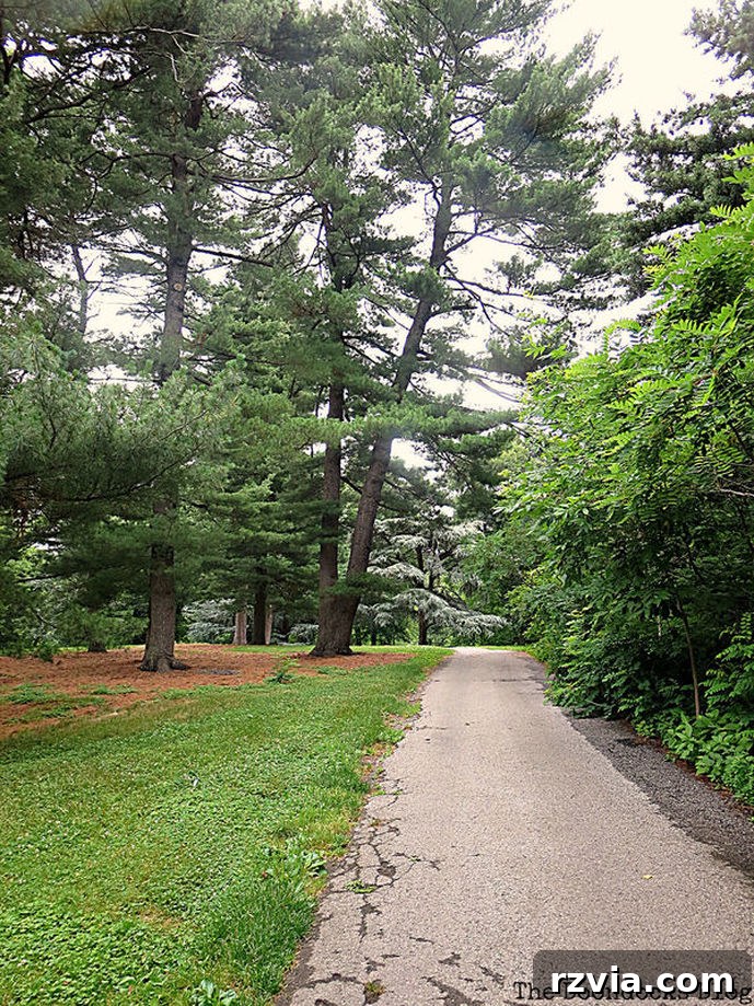 A long, tree-lined road winding through the New York Botanical Garden