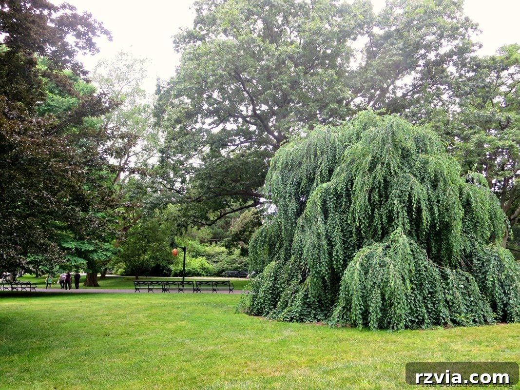An array of diverse trees showcasing the rich flora of the botanical garden