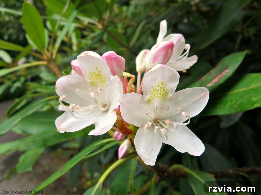 Close-up of a vibrant flower in bloom at the New York Botanical Garden