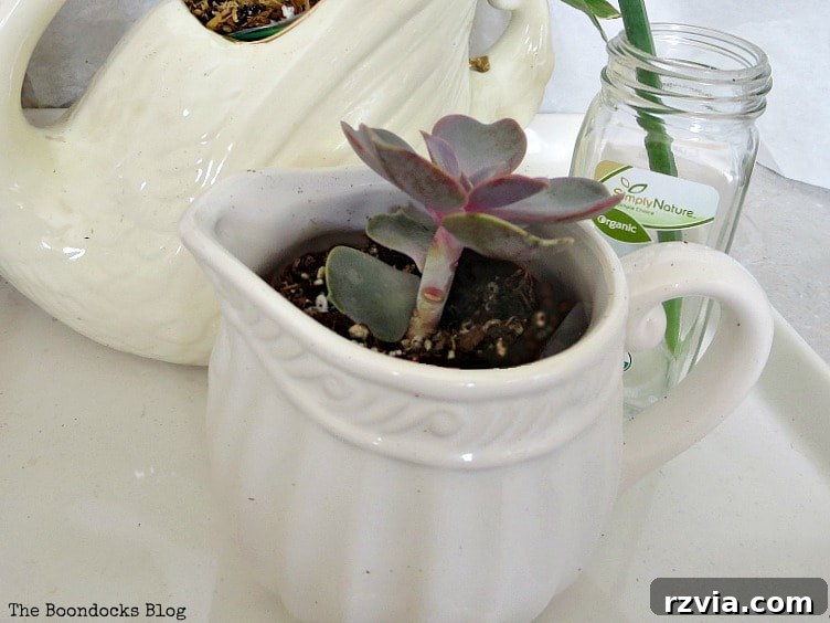 Beyond the Bin: DIY Upcycled Planters 11 Another small succulent flourishing in a creamer, showcasing how an ordinary item can become a delightful mini planter.