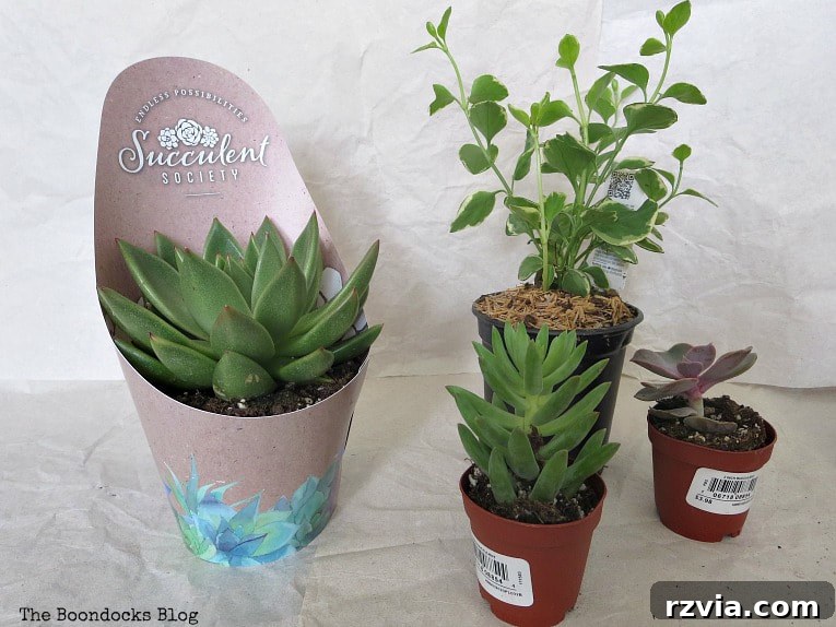 Beyond the Bin: DIY Upcycled Planters 5 Vibrant succulents and a trailing vine plant, carefully chosen for their hardiness and visual appeal in a repurposed planter display.