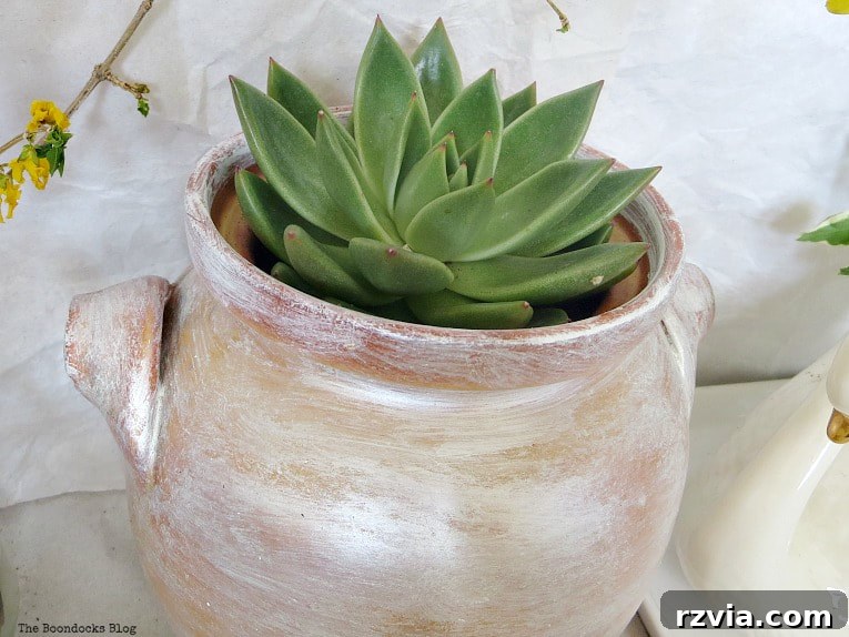 Beyond the Bin: DIY Upcycled Planters 7 A thriving succulent carefully placed within the newly painted clay pot, showcasing a simple yet effective planting technique.