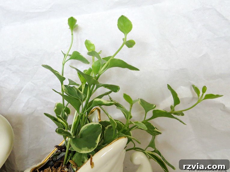 Beyond the Bin: DIY Upcycled Planters 9 Close-up view of the Vinca vine thriving in the ceramic swan planter, illustrating a unique approach to plant display.