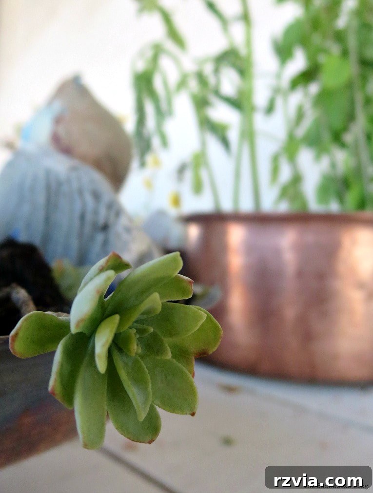 Copper Pot Upcycling Nightmares 23 Close up of a succulent, symbolizing the initial plant-related challenges