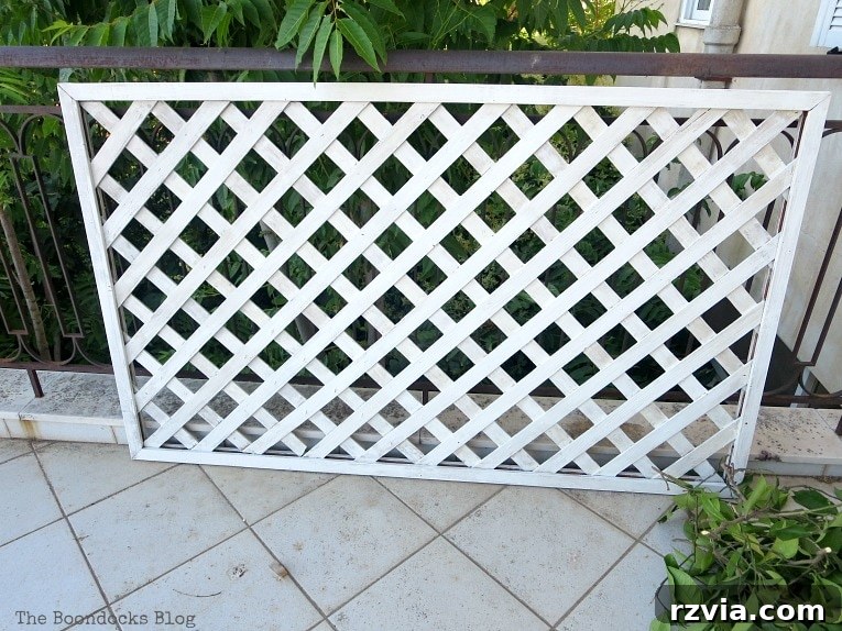 Budget Blooms: Brighten Your Fence 7 The freshly painted lattice panel stands ready, with vibrant lemon tree branches beside it, awaiting assembly.