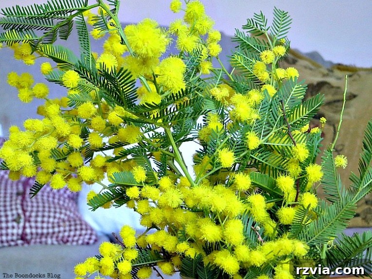Sweet Spring Stages Repurposed Cordial Glasses 4 Close up of Yellow spring flowers.