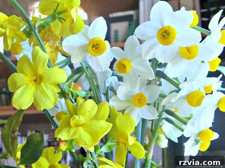 Sweet Spring Stages Repurposed Cordial Glasses 5 Close up of yellow and white Narcissus flowers.