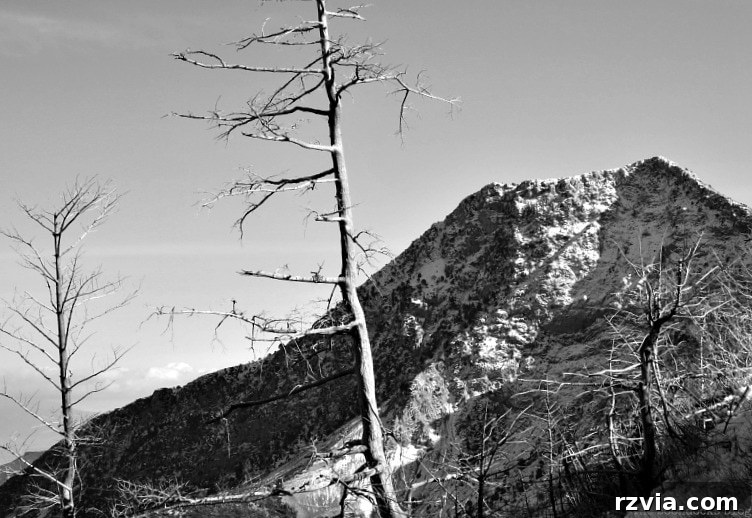 The White Crowns of Greece 14 Sparse, bare trees scarred by a recent forest fire, standing in contrast against the snow in the Greek mountains, highlighting environmental concerns.