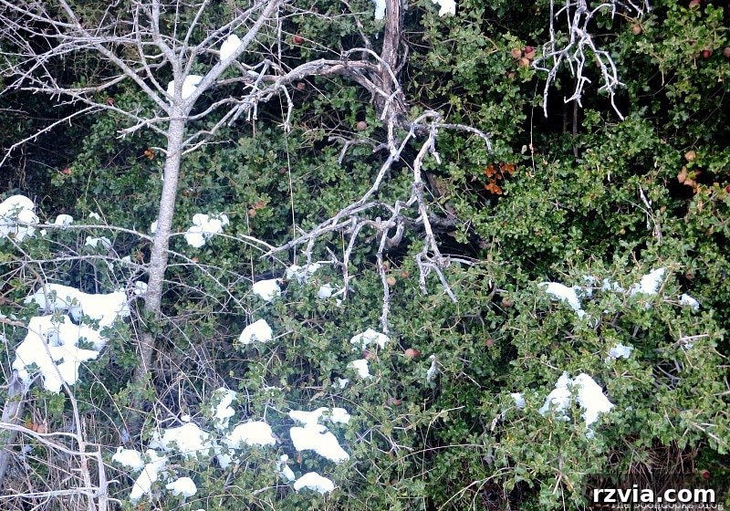 The White Crowns of Greece 16 Patches of vibrant greenery emerging through the snow, symbolizing nature's resilience in the snowy Greek mountains.