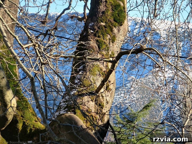 The White Crowns of Greece 18 A vibrant moss-covered tree thriving amidst the cold and snow in the Greek mountains, symbolizing nature's resilience.