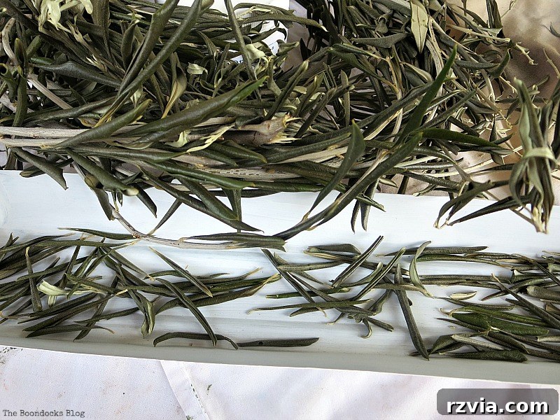 Arranging dried olive leaves inside a white painted chicken feeder for a natural green Christmas centerpiece. Showcases the initial layering of elements. Photo by www.theboondocksblog.com