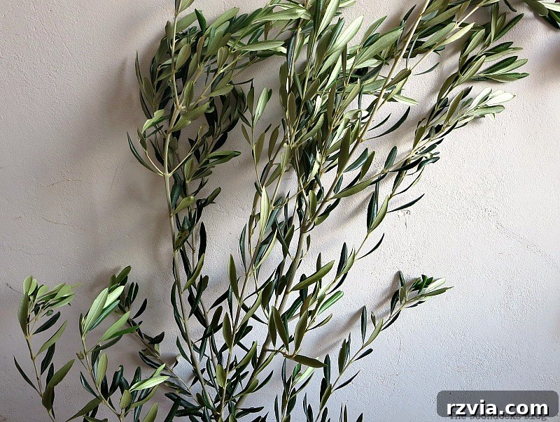 Autumn's Bounty for Your Table 5 Freshly cut olive branches, with their characteristic slender leaves, ready to be incorporated into a Thanksgiving centerpiece.