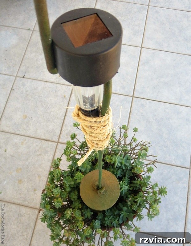 Overhead view of the coffee roaster with succulents, revealing imperfect placement