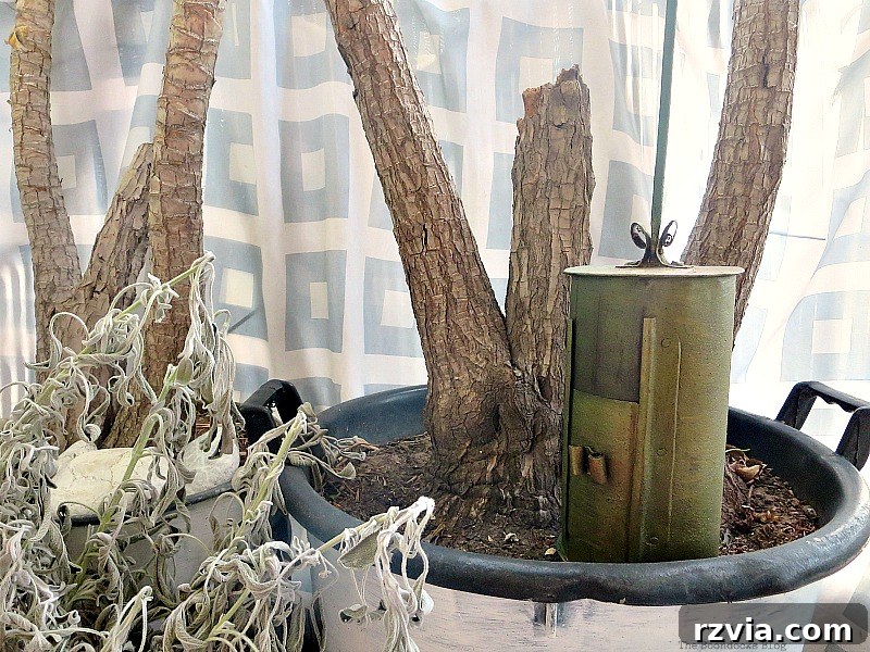 The coffee roaster nestled perfectly inside a large plant pot