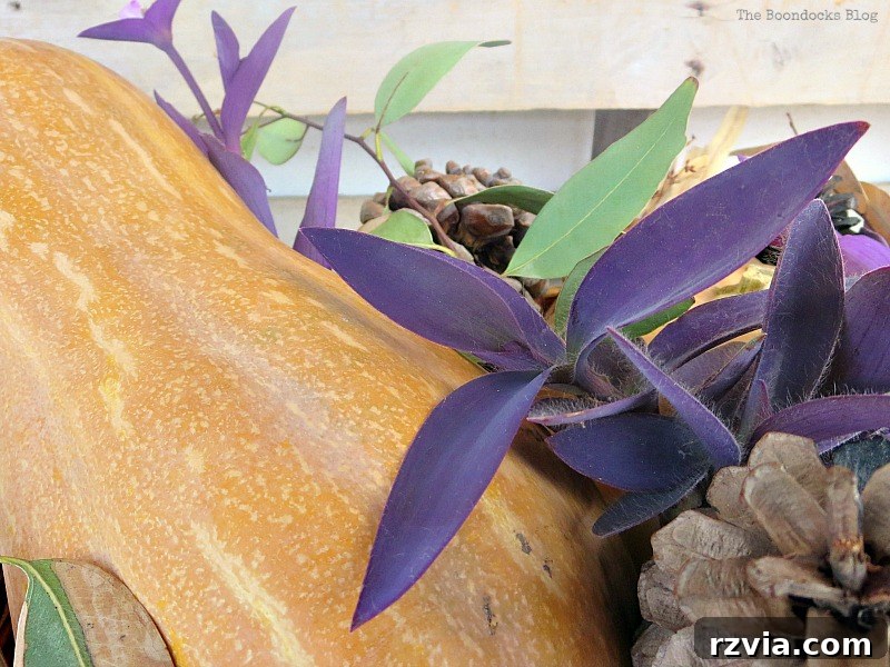 Close-up of purple heart wandering jew plants, Easy DIY Fall Eucalyptus Vignette www.theboondocksblog.com
