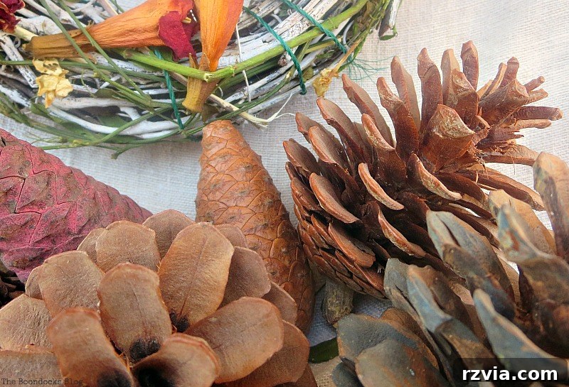 Close-up of pine cones, symbolizing nature's resilience and new beginnings
