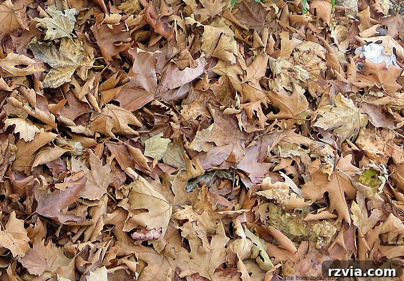 Vibrant fall leaves, symbolizing renewal and new beginnings in midlife