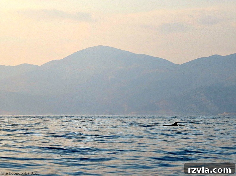 Visiting dolphins playfully swimming near our boat in the bay