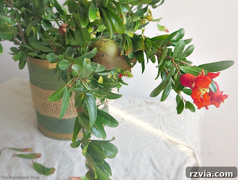 Detail shot of a pomegranate fruit still on the branch, highlighting the organic elements used for decoration.