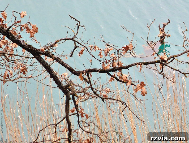 Serene image of a branch gracefully extending over a calm lake, evoking reflection and growth - Between the lines, The Boondocks Blog