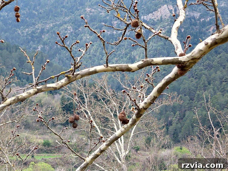 Scenic view of a branch in the foreground with majestic mountains in the background, symbolizing perspective and grandeur - Between the lines, The Boondocks Blog