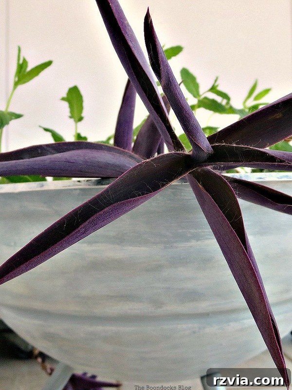 Top-down view of the grill planter, showing the arrangement of plants and the prepared soil