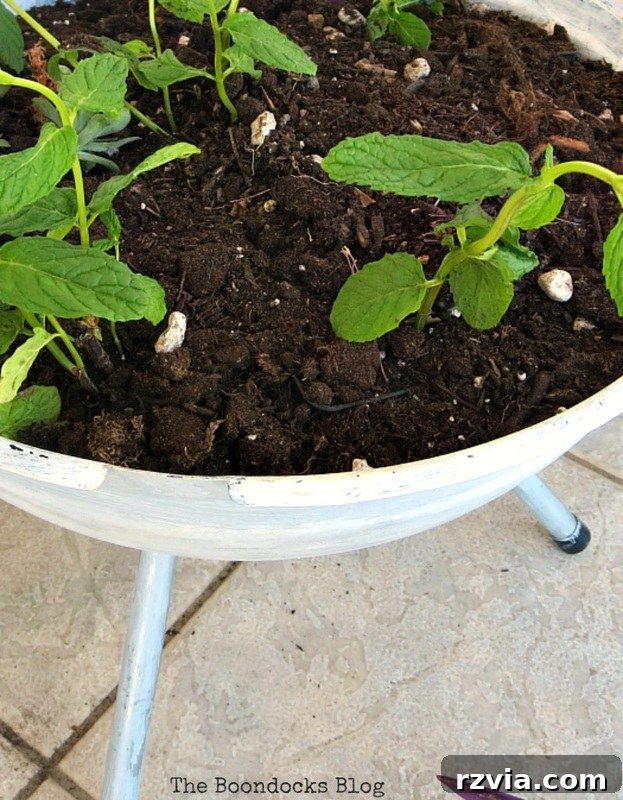 Detail shot of the plants thriving in their new grill home, a testament to creative container gardening