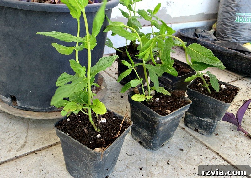 Selection of small plants ready to be planted in the repurposed grill, creating a charming container garden