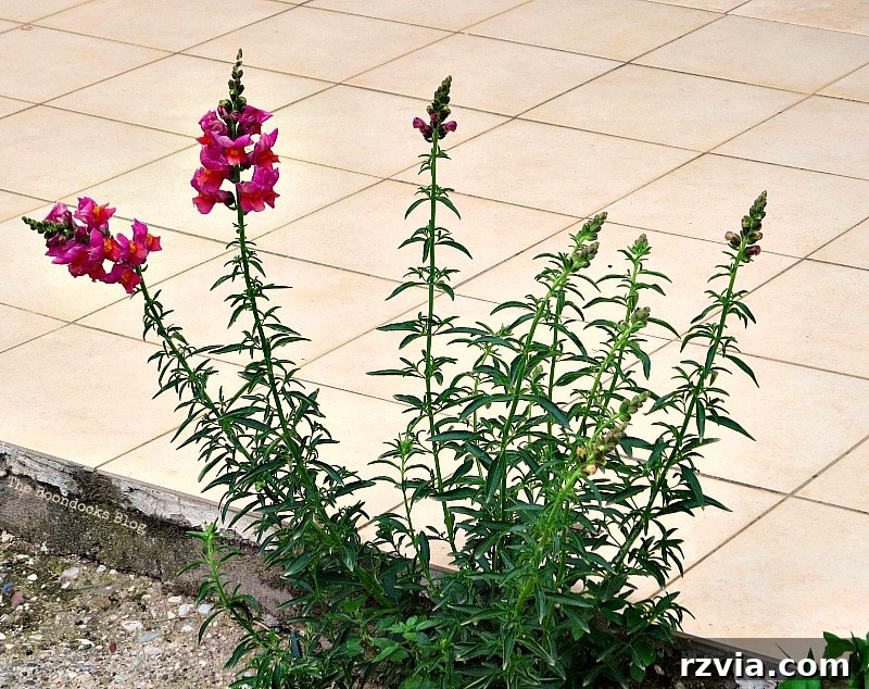 Wildflowers pushing through cracks in the cement in Greece, symbolizing nature's persistence in spring.