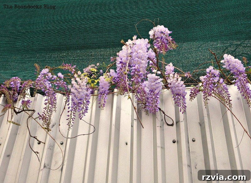 Flowers growing through a makeshift fence at a construction site in Greece, adding unexpected beauty to urban spaces.