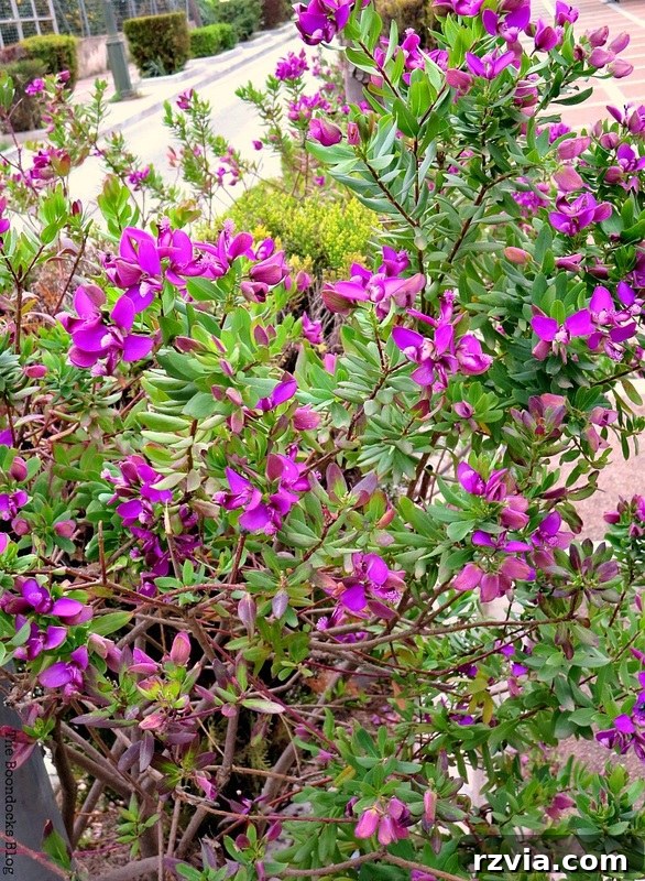 A vibrant street scene in Greece, showcasing an abundance of spring flowers lining the paths and walls.