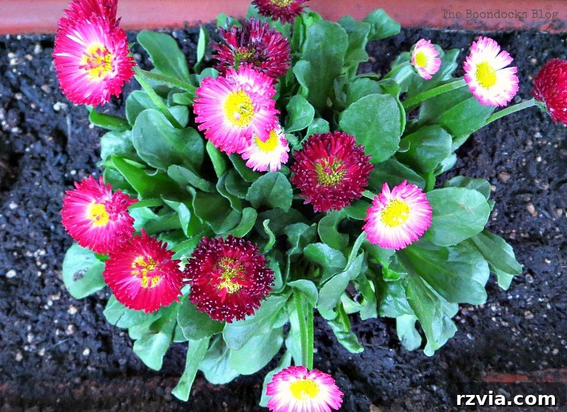 Close-up of colorful street flowers in Greece, highlighting the intricate details of spring blooms.