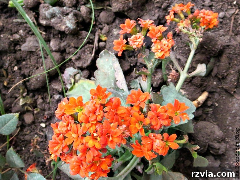 More colorful flowers decorating a street corner in Greece, contributing to the festive spring atmosphere.