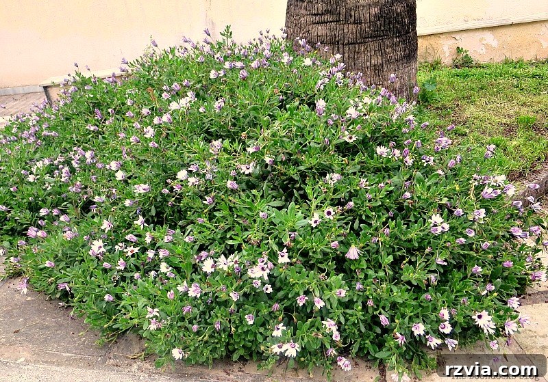 More blooming bushes in Greece, vibrant and full of life, contributing to the beauty of the spring landscape.