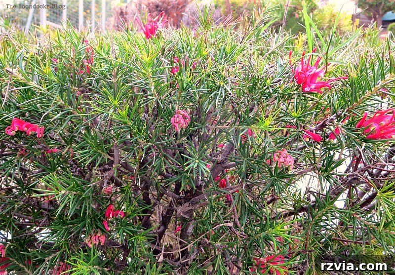 Lush green foliage and hidden blooms in Greece, contributing to the fragrant spring atmosphere.