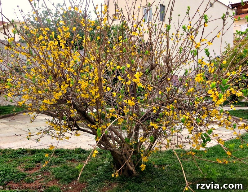 More close-up of fragrant flowers blooming in Greece, inviting you to breathe in the spring air.