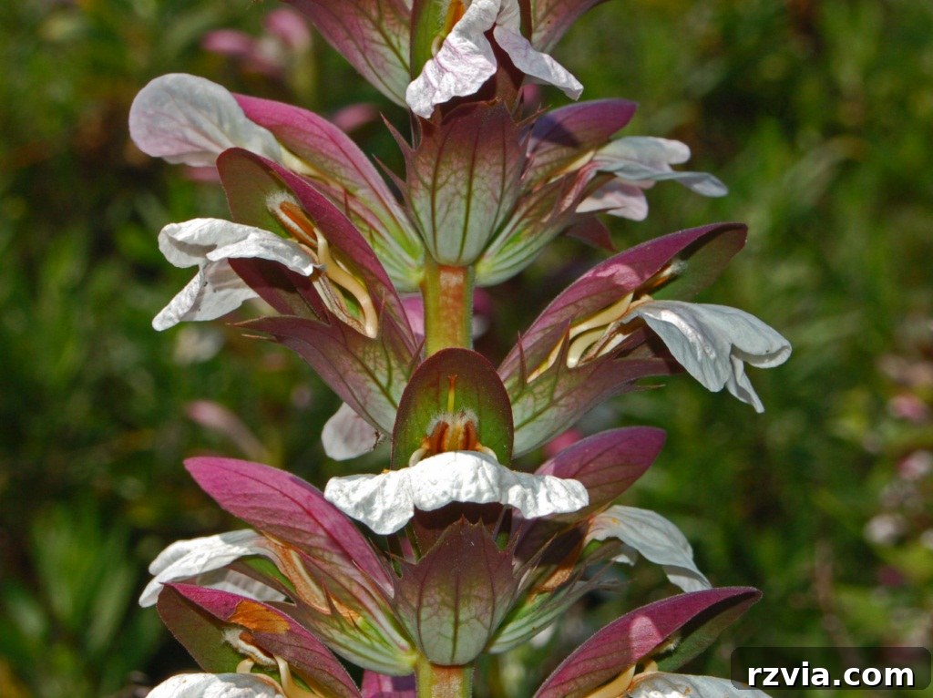 A visual representation of Bear's Breeches or Akanthos flower, Greece's national flower, showcasing its unique leaf structure.